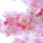fleur de cerisier signification