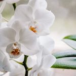 orchidée signification